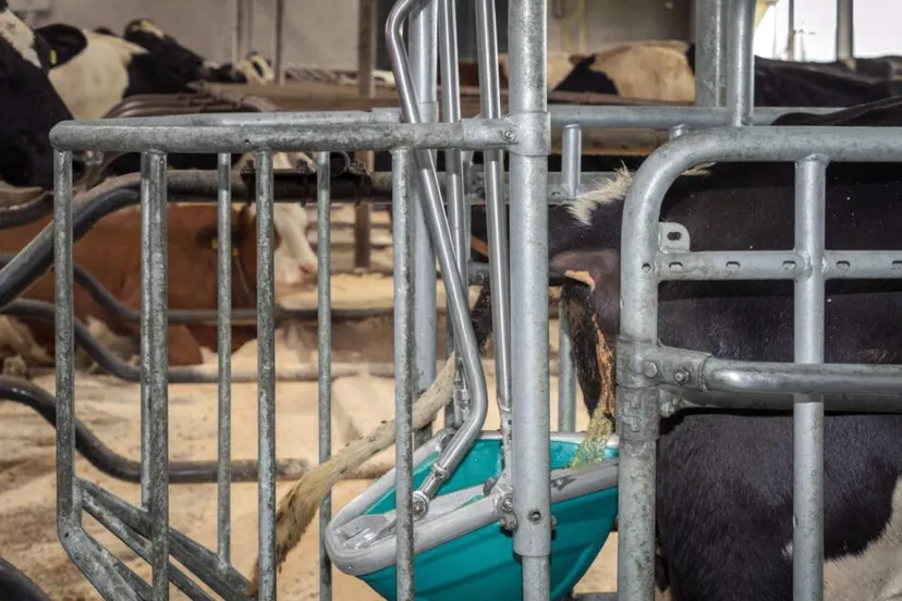 cowtoilet urinatie zij aanzicht