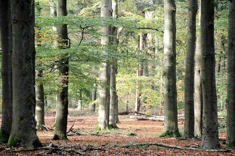 leurse bos foto theo hesen1