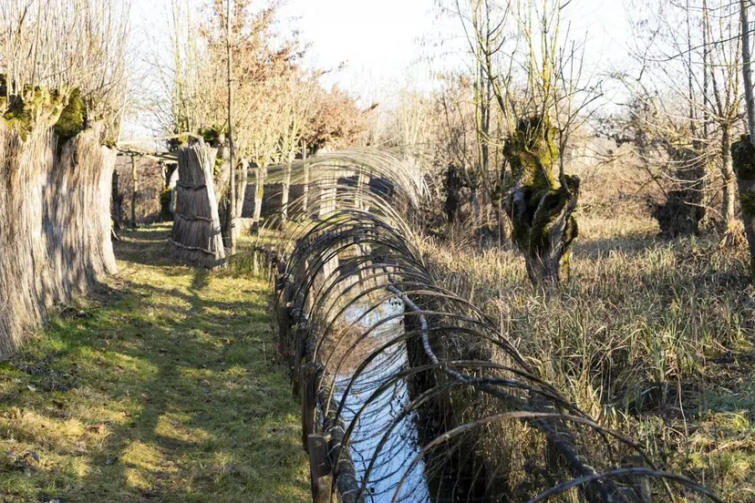 eendenkooi batenburg foto ton rothengatter scaledjpg
