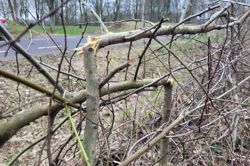 heggenvlechten 20250220_165301-scaled