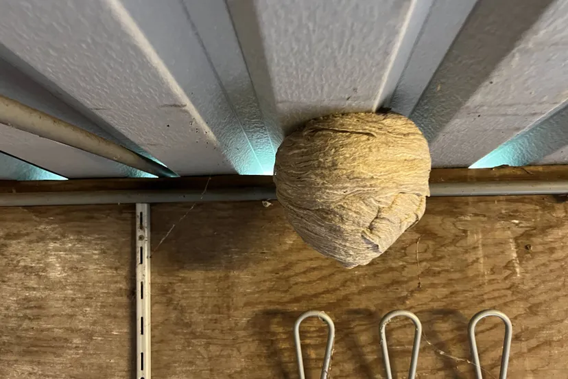 Wespennest van de Saksische wesp in een schuur - Nathan Veenstra