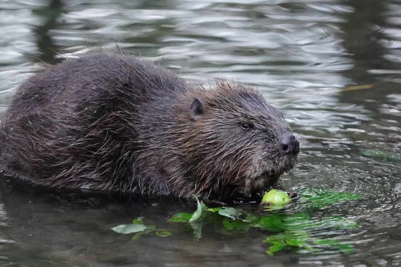 ralf82-beaver-5912466