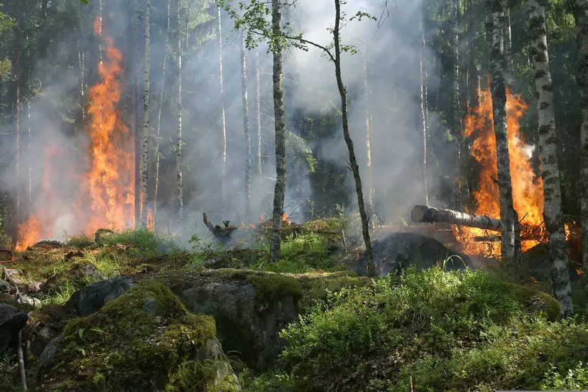 ylvers-forest-fire-432870