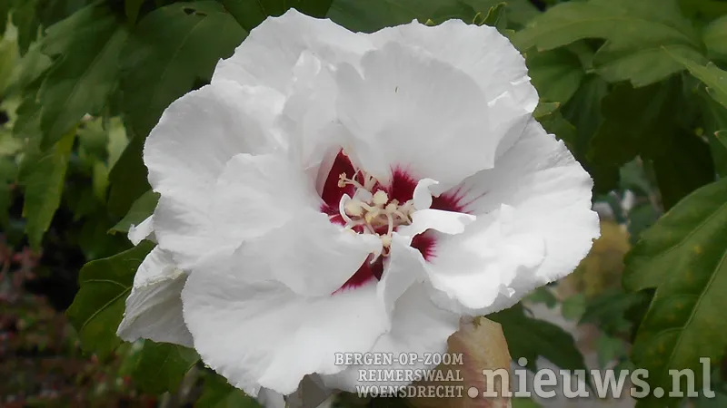 20170913 oss bloemschikken