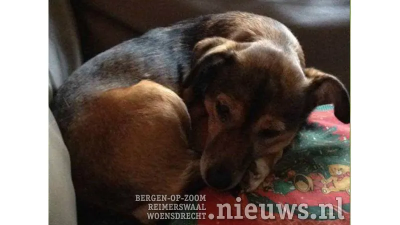 20180215 vermiste hond