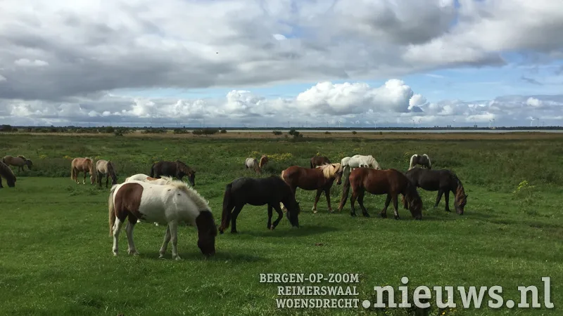20180913 alg paarden foto koen elshout