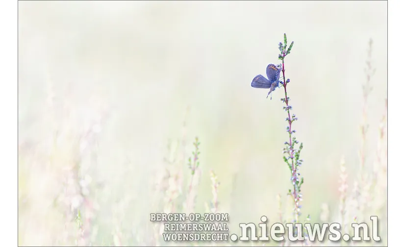 20181026 hoo foto vince pellegrom