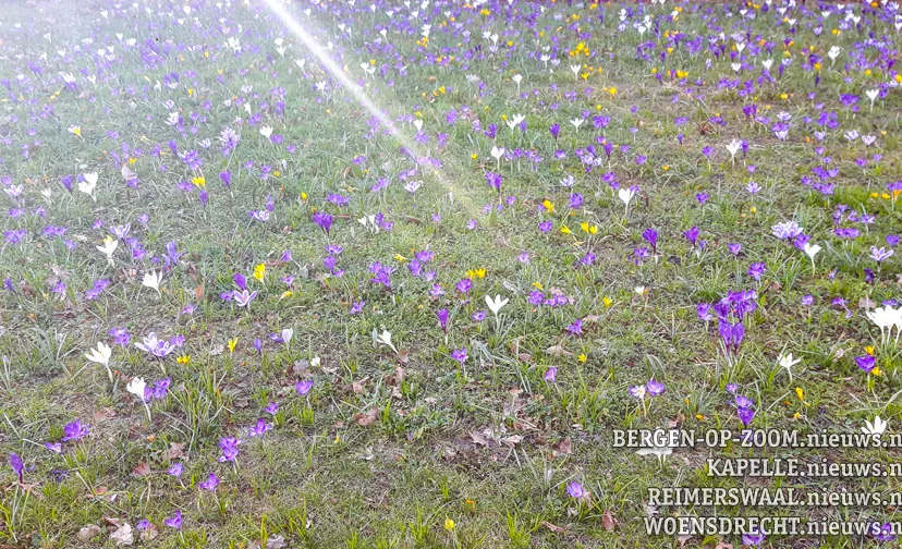 20190226 hoo bloemen