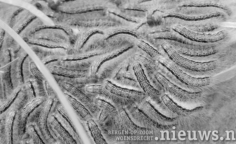 20190626 hoo rupsen2