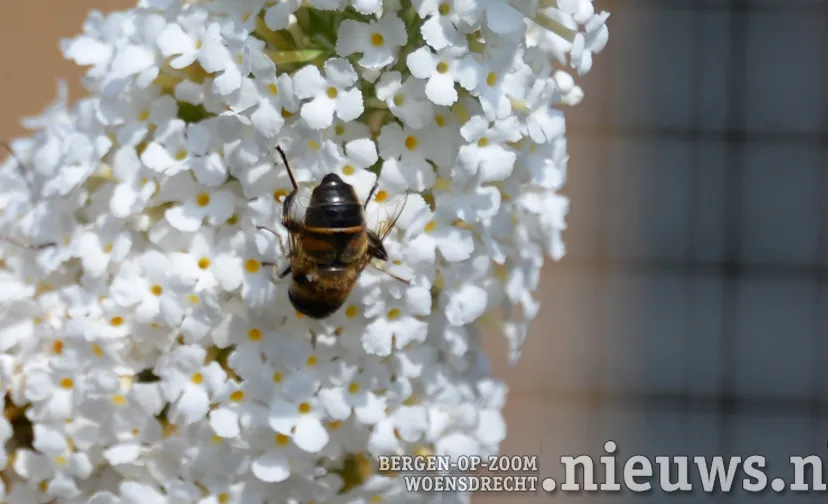 20190802 jkr alg bij 001b