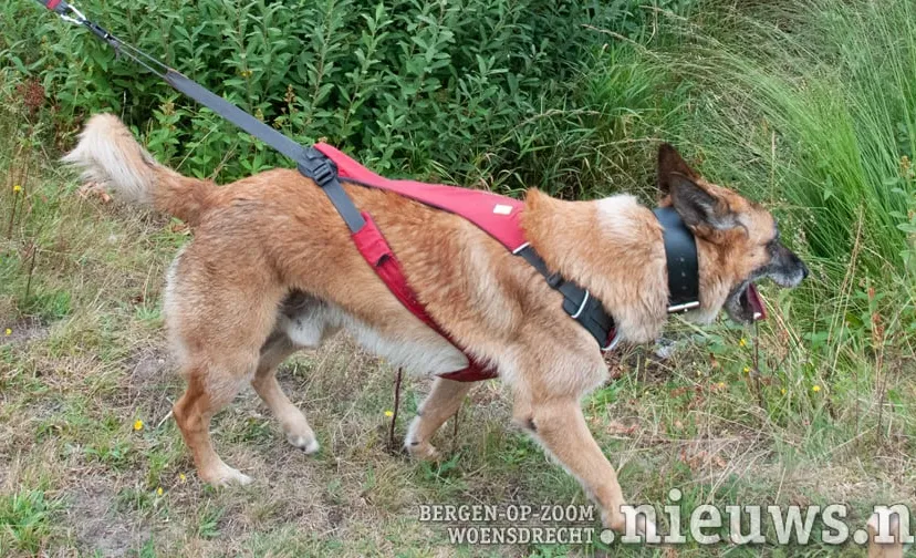 20190829 jkr woe hond