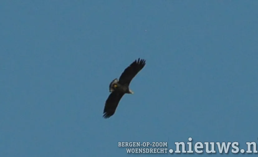 20200520 hoo zeearend