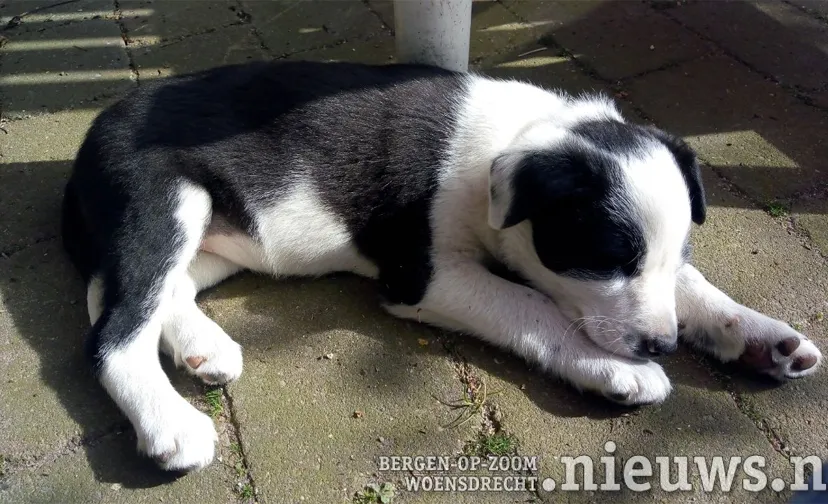 20200602 sheila alg rocky 001b