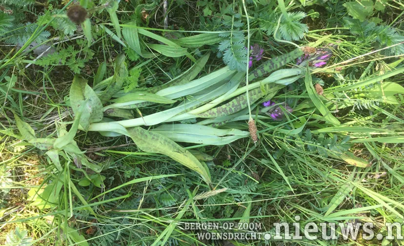 20200604 hoo zorgplicht 005