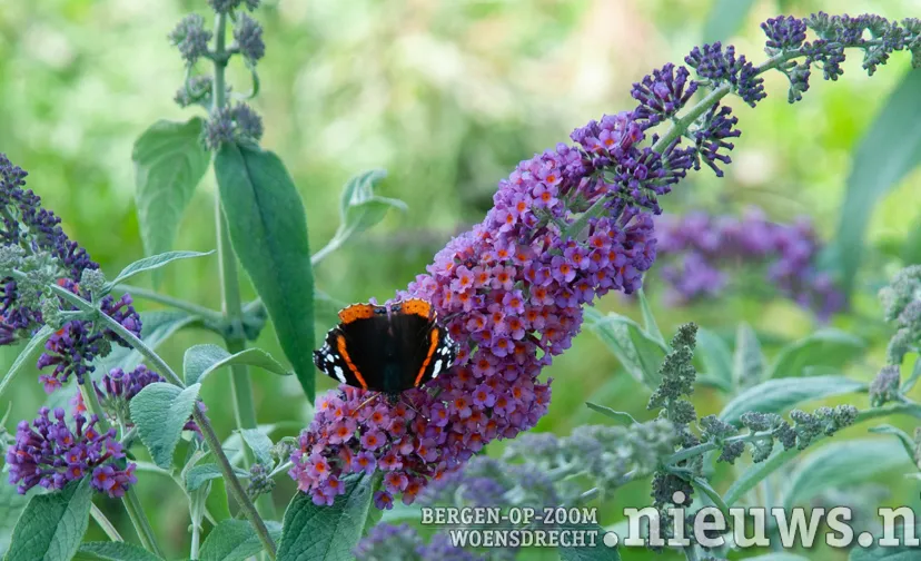 20200715 woe biodiversiteit 002