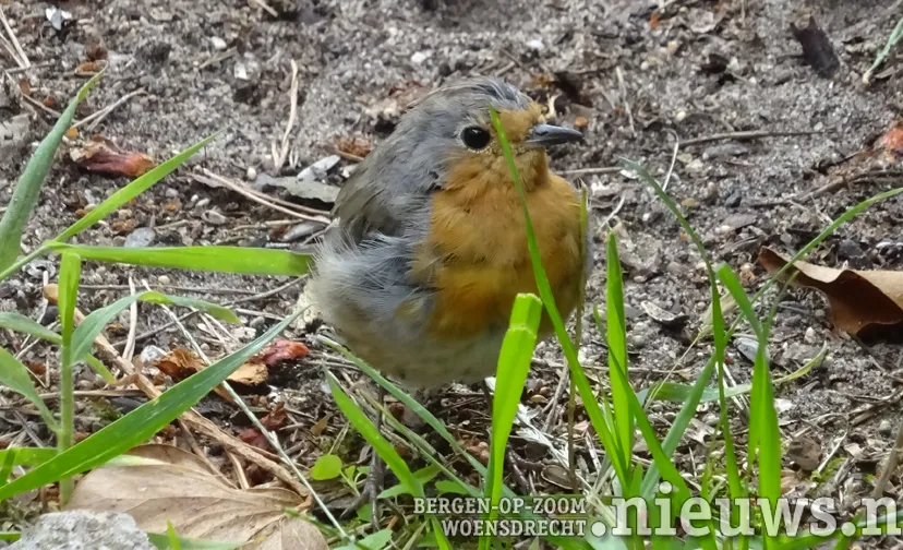 20210824 jkr alg vogel