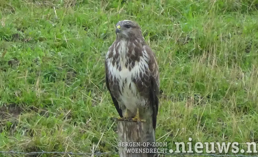 20211003 jkr alg buizerd 001b