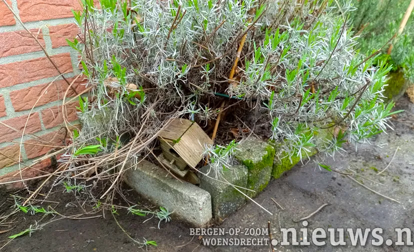 20220405 alg geveltuintje