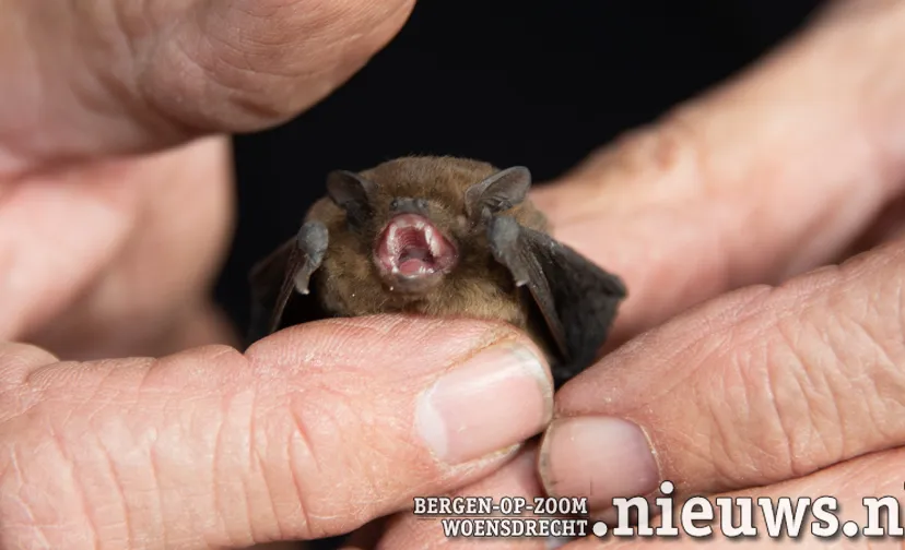 20240329 leo boz vleermuis roel 001