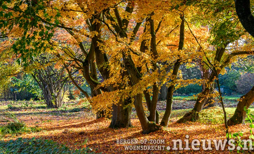 acer palmatum japanse esdoorns in arboretum kalmthout november 2021