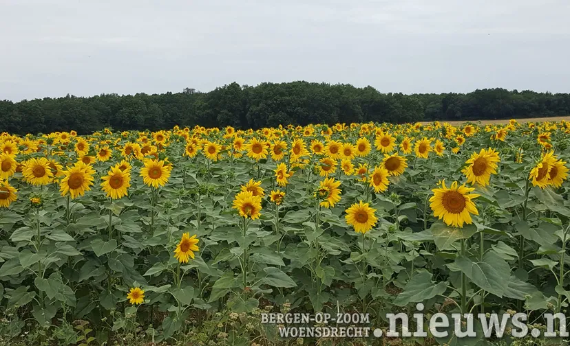 alliance francaise foto 2
