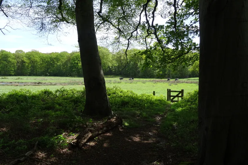 foto ad van loenhout1