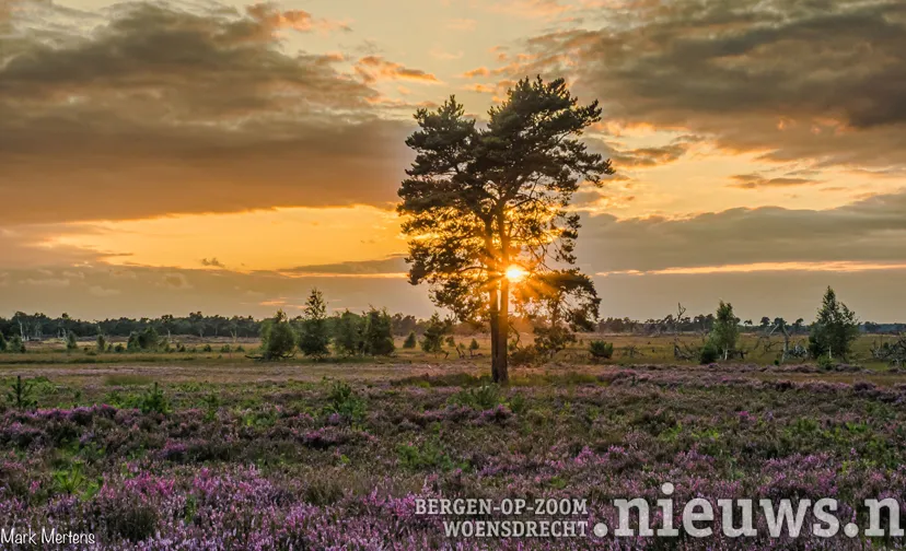 grenspark kalmthoutse heide foto mark mertens