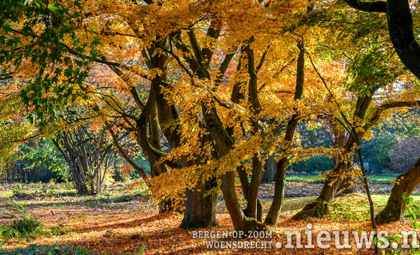 herfst 01 arboretumkalmthout