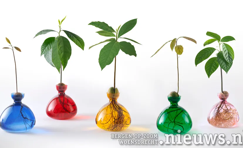 ilex studio coloured avocado vases 3000x1613
