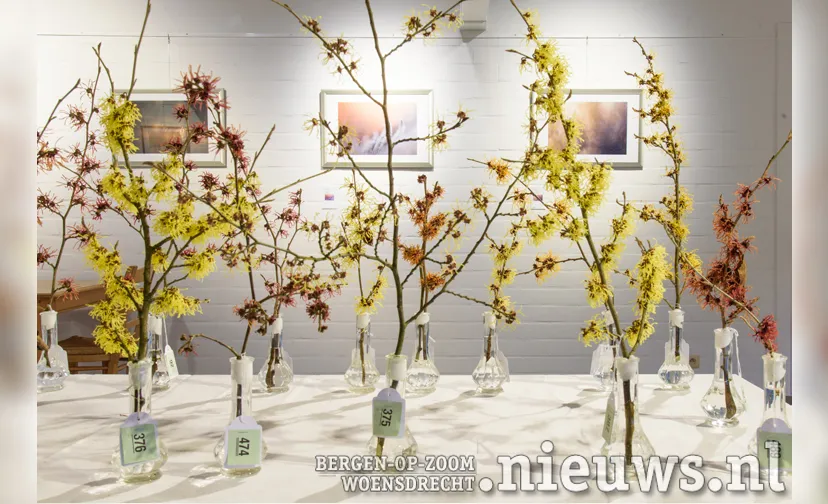 miss hamamelis arboretumkalmthout