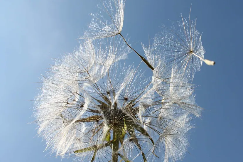 paardenbloem pixabay