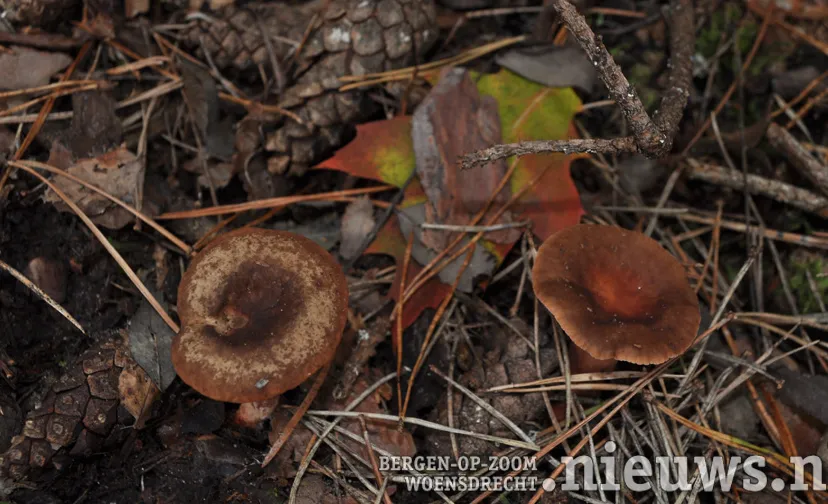 paddestoelen foto leo den heijer