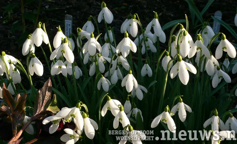 sneeuwklokjes galanthus