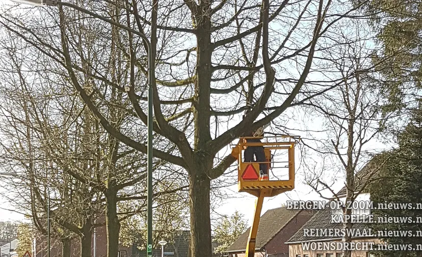 snoeiwerk huijbergen