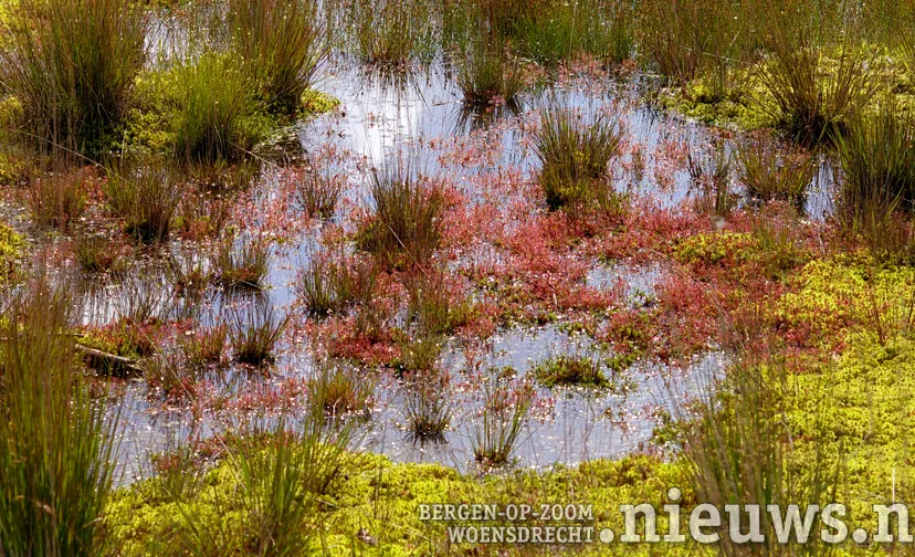 zonnedauw en veenmos
