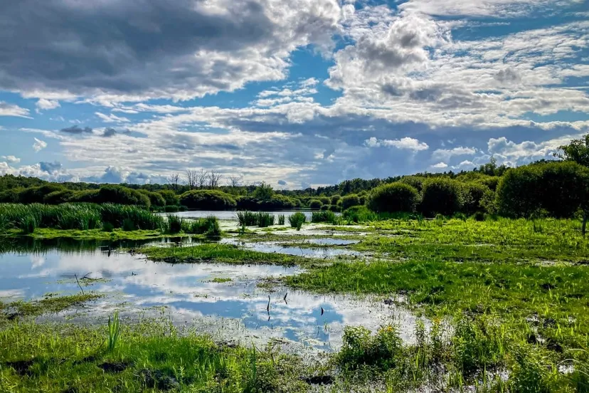 zoomland zeezuiper bart portzgen middel