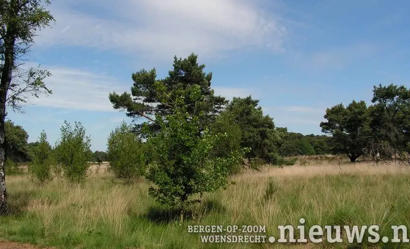 JKr_896_Kalmthoutseheide_001b