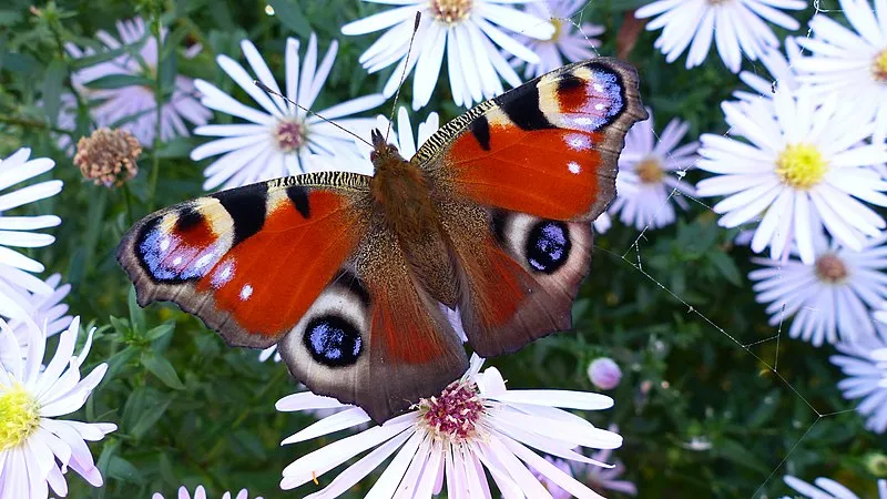 800px vlinder dagpauwoog inachis io