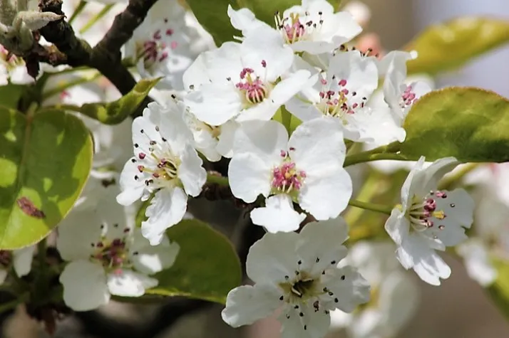 9586 pyrus call chanticleer bloesem 2 big