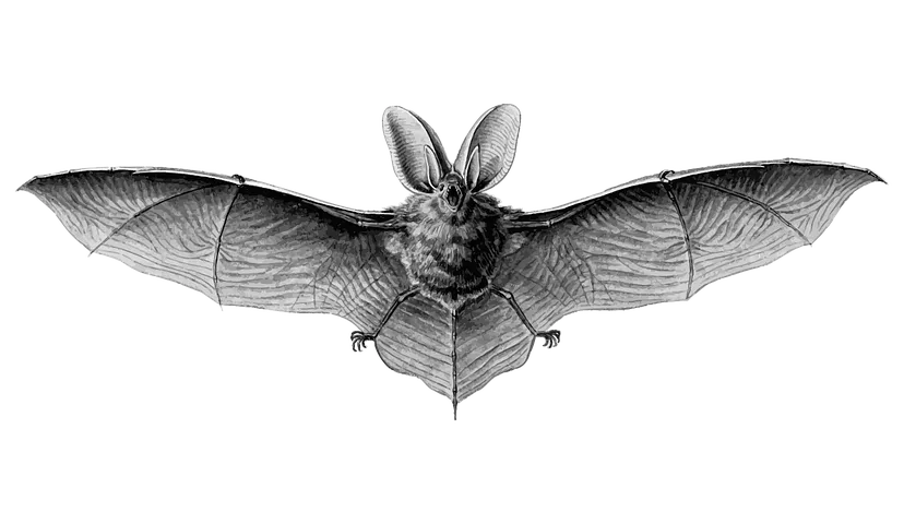 animal 1300290 960 720