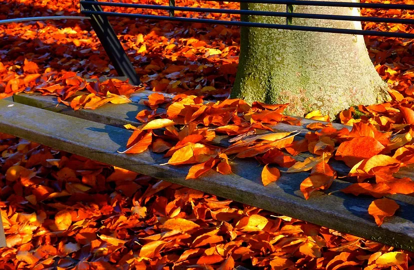 autumn 2756123 960 720