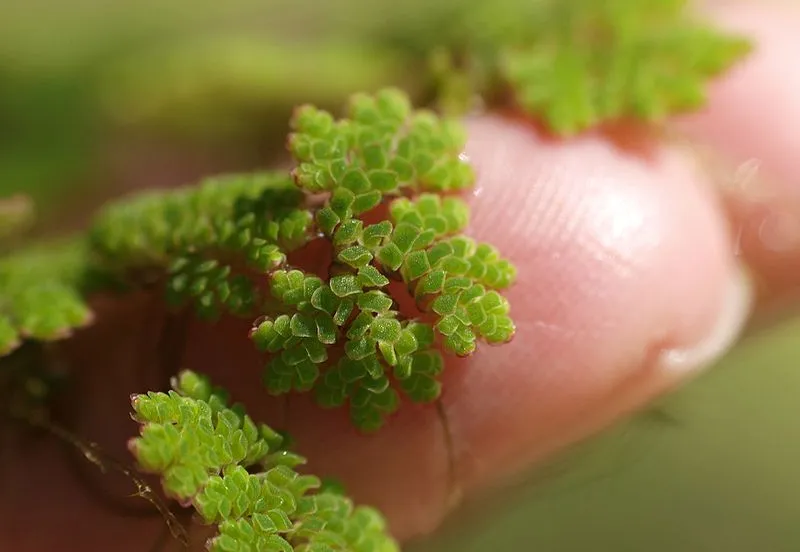azolla