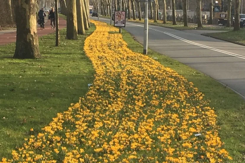 bloemenlint