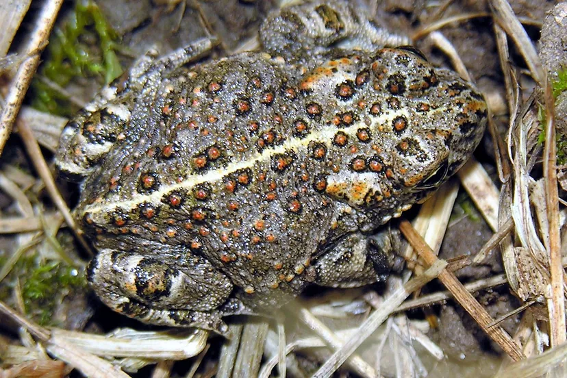 bufo calamita 2006 08 15