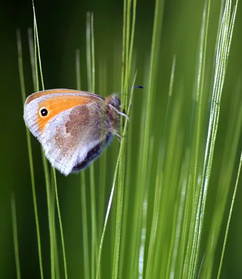 butterfly 2354840 960 720