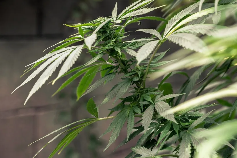 cannabis 1062902 960 720