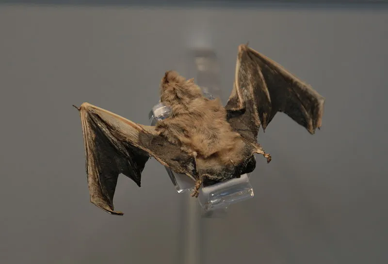 common pipistrelle pipistrellus pipistrellus natural history museum london mammals gallery