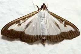 cydalima perspectalis 011997