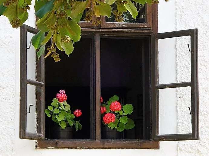 geranium 336228 960 720