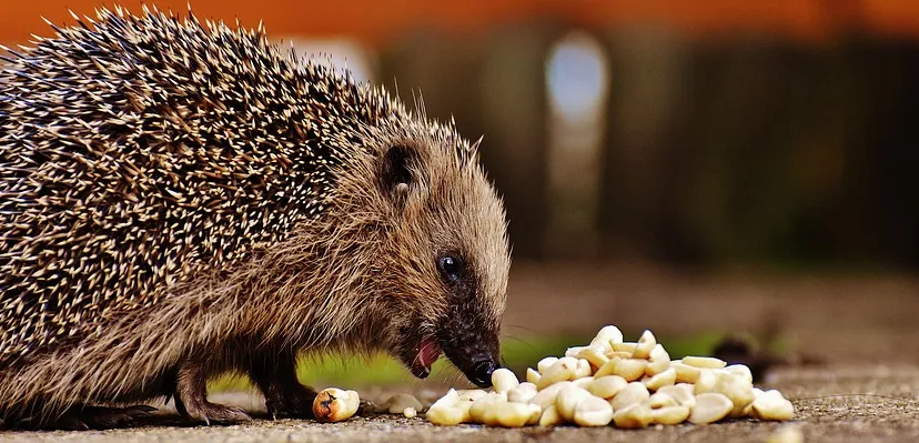 hedgehog child 1784195 960 720